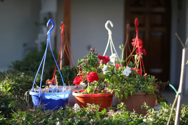 pots filled with red and white flowers on a sunny day