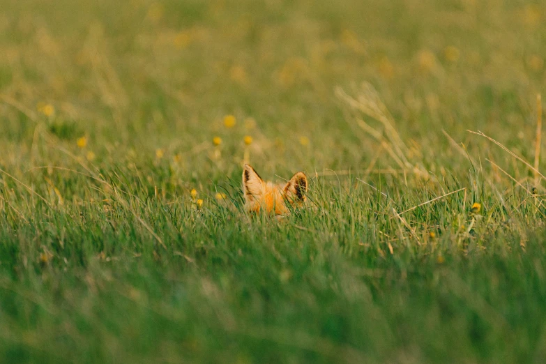 a kitten is hiding in the tall grass