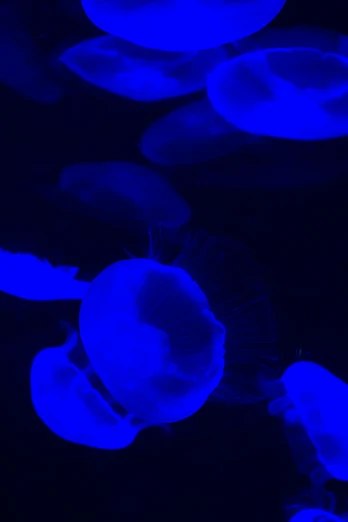 large jellyfish swimming in the blue water at night