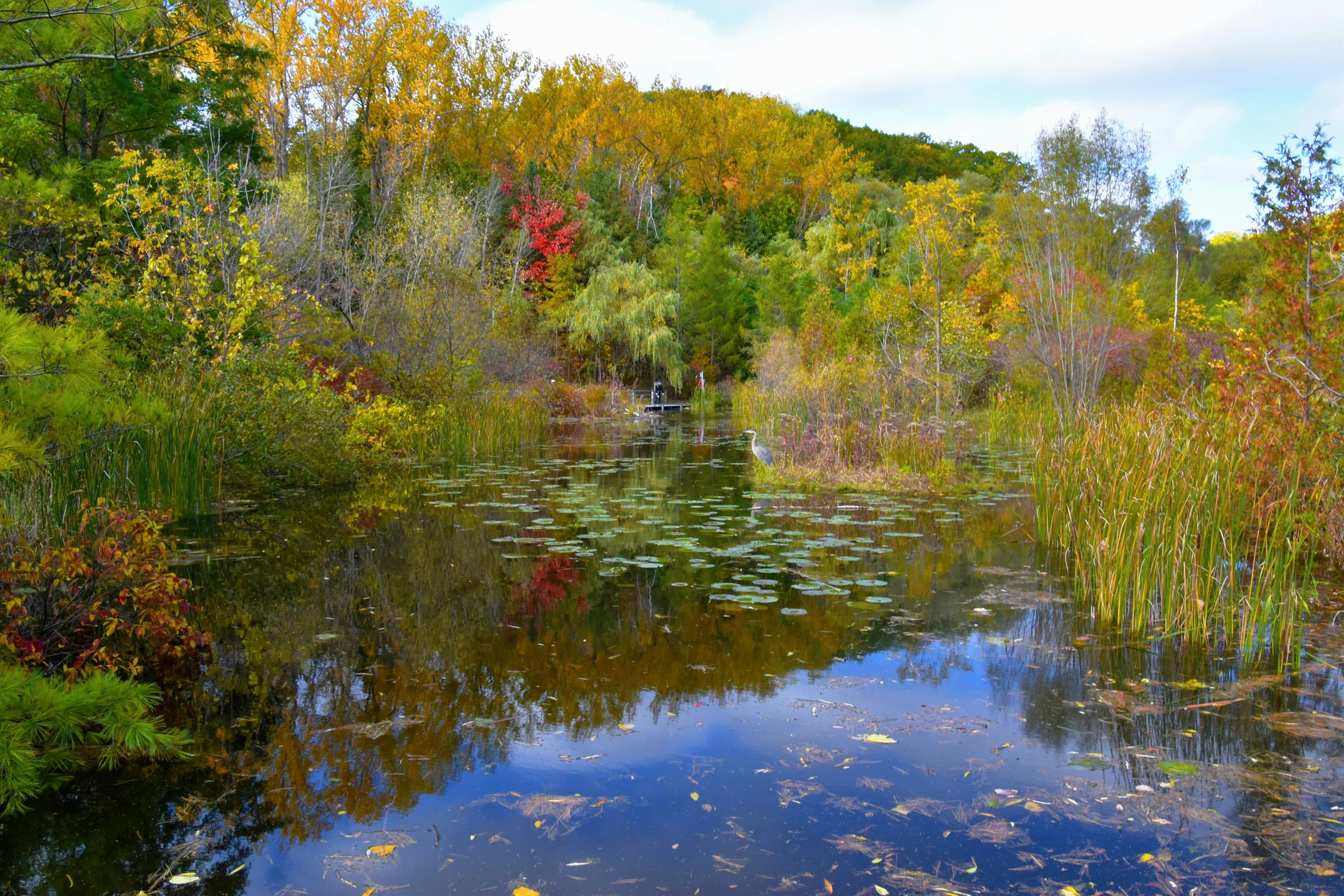 a small lake surrounded by vegetation in the woods