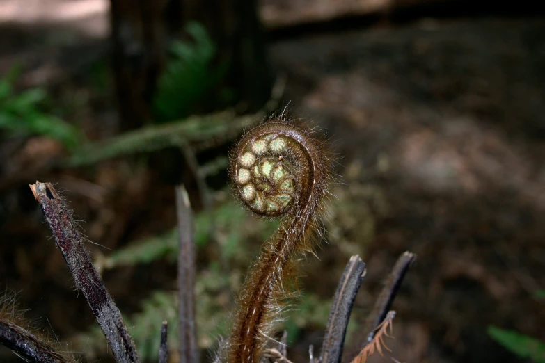 an artistic flower in the wild with lots of brown stems