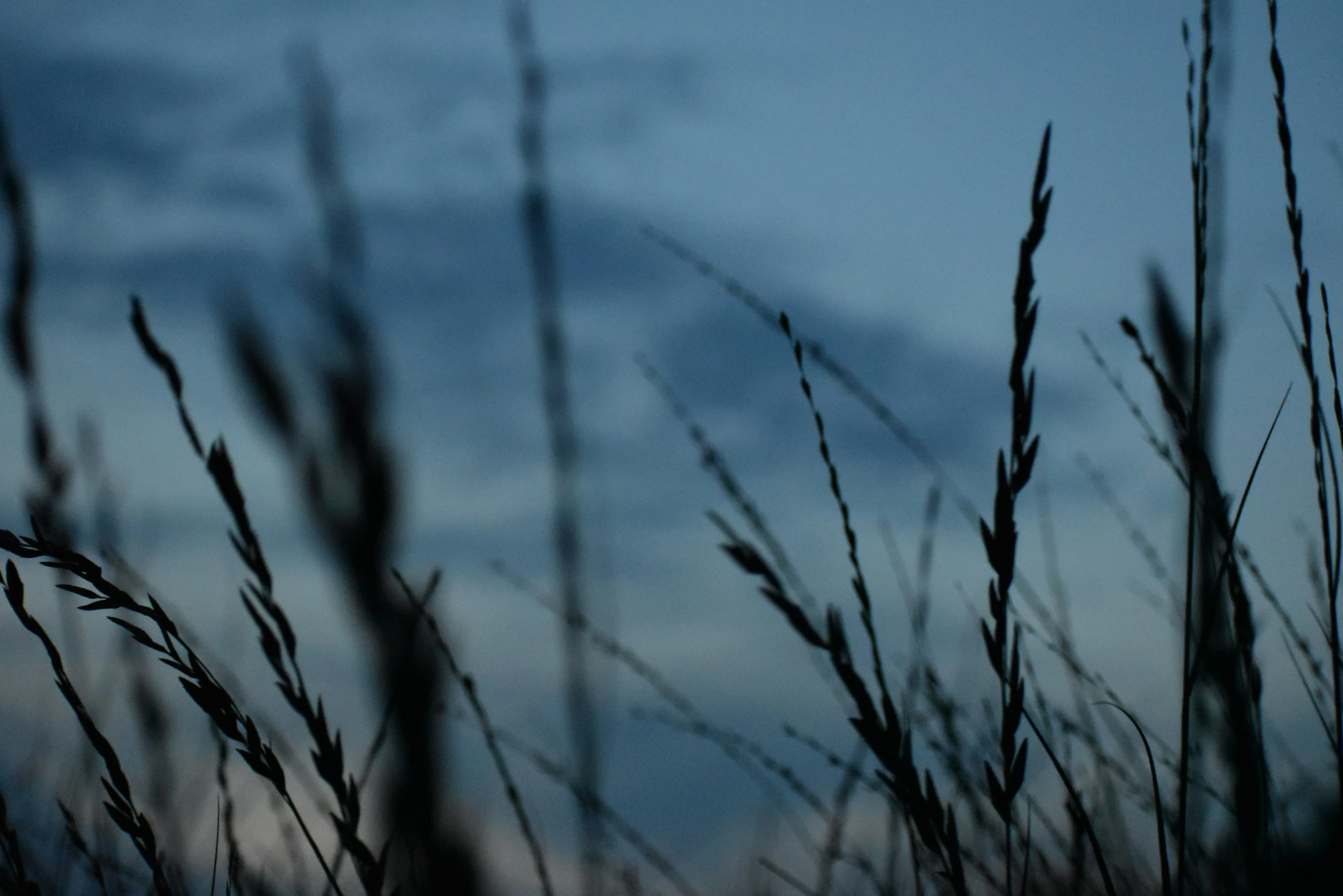 tall dry grass with a dark blue sky behind it