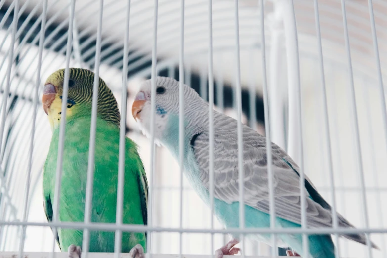 two parrots are sitting inside of a cage