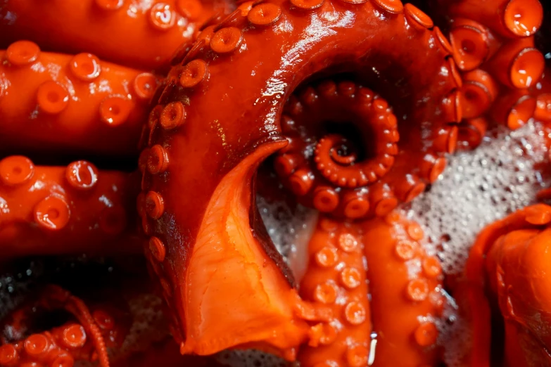 red tentacles on the surface of some sort of ocean creature