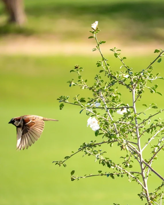 a bird flying over a tree with flowers