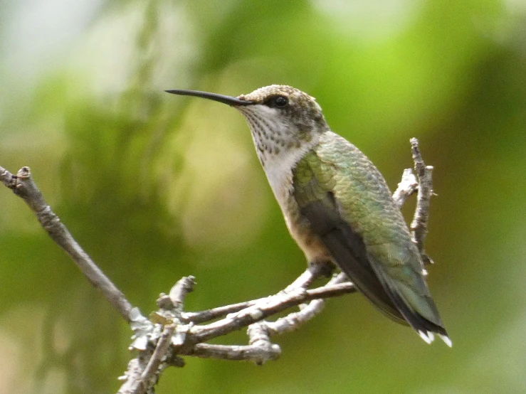 a small bird that is on a tree nch