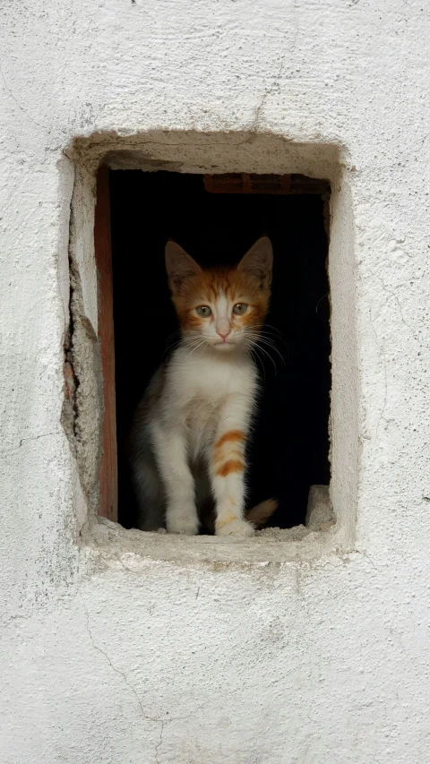 small kitten looking out of cement wall hole