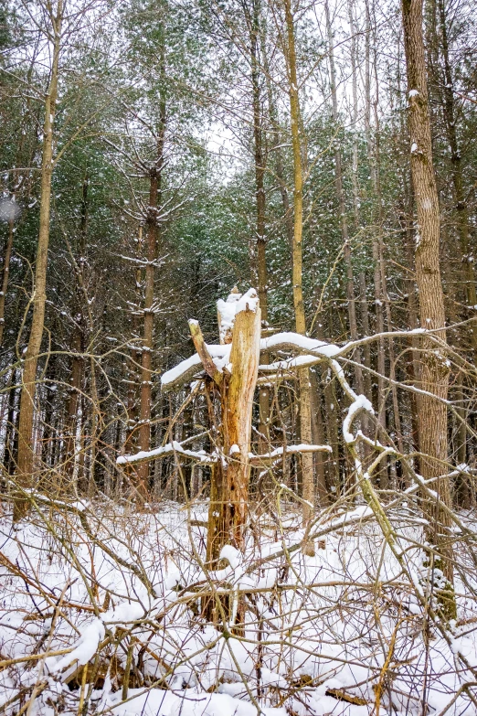 a large tree that is standing in the snow