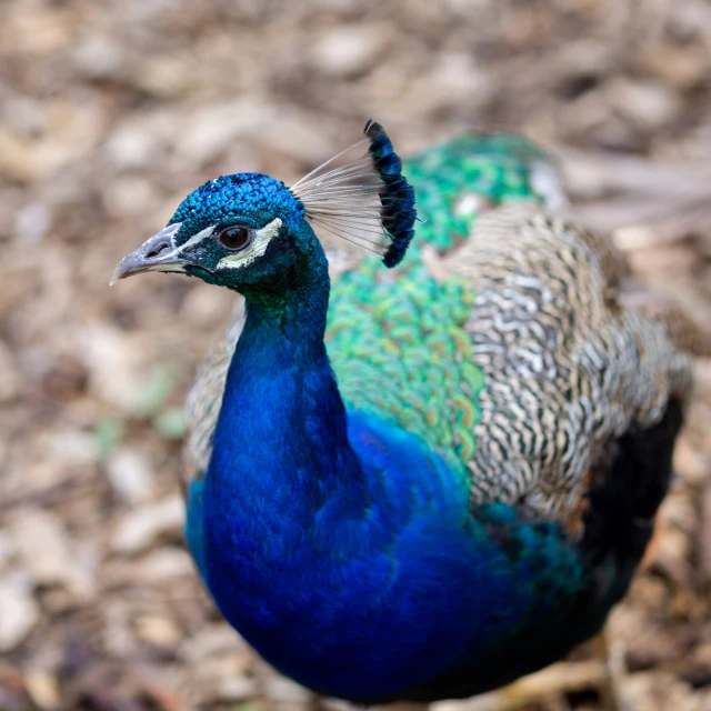 a colorful peacock is standing on the ground