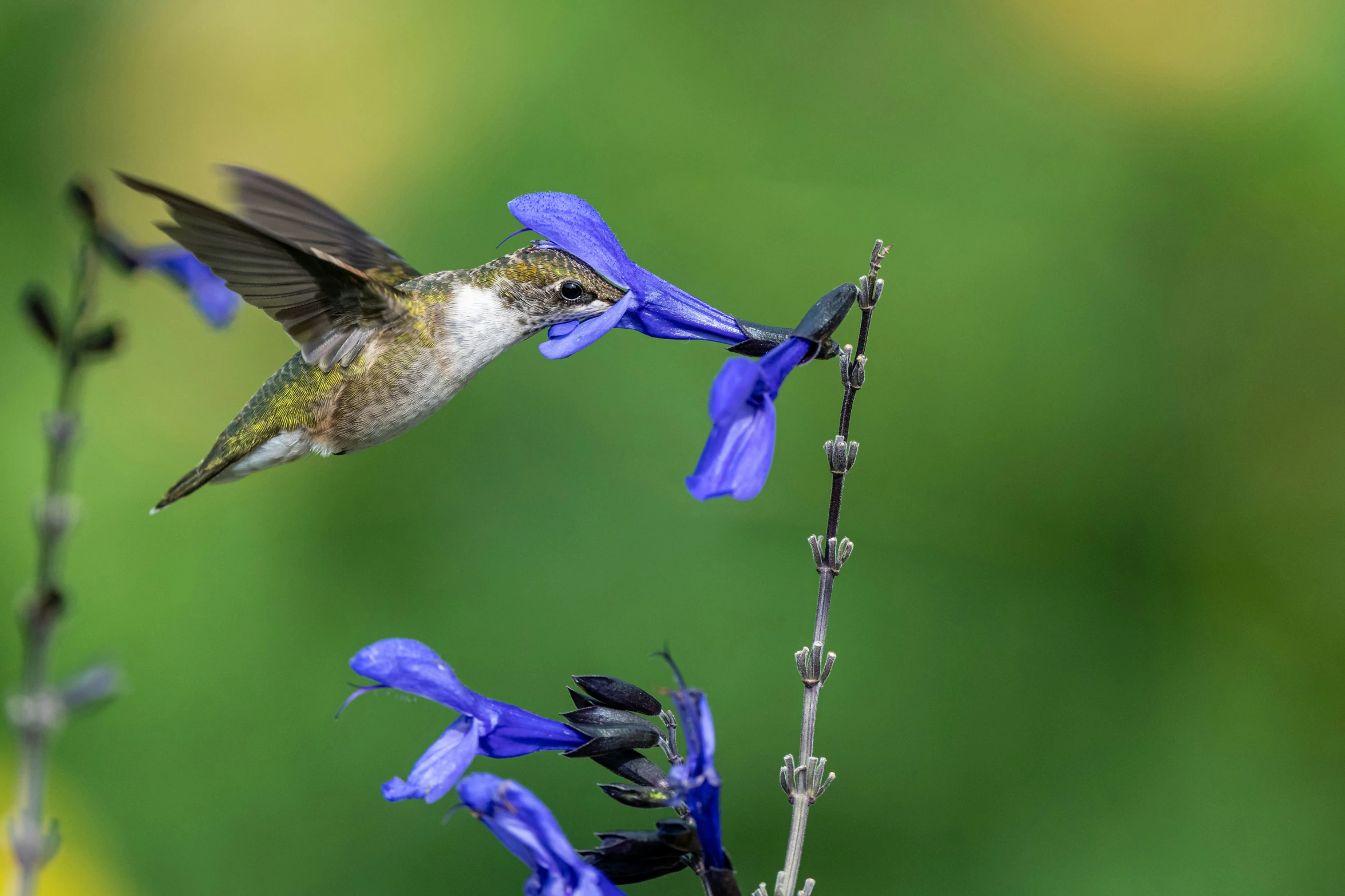 a hummingbird flying and resting at a flower