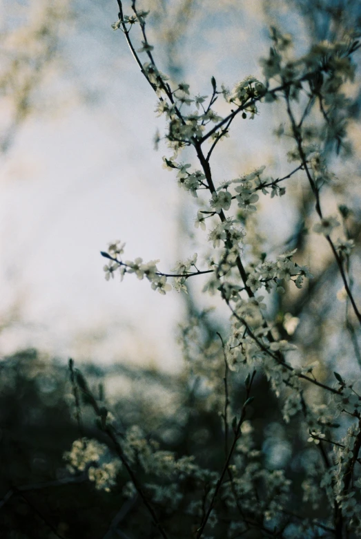 blurry view of nches of trees with flowers against blue sky