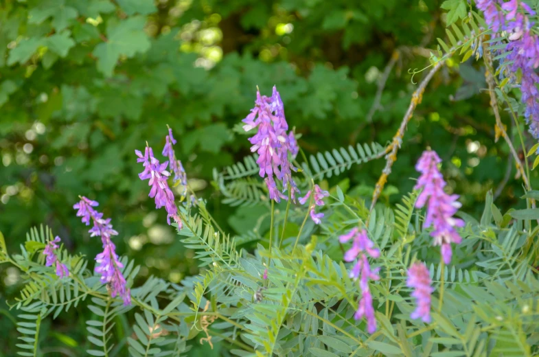 purple flowers with green leaves are growing on the side