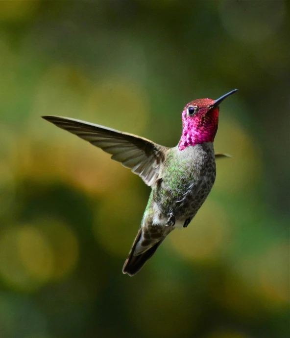 this hummingbird is flying near an object