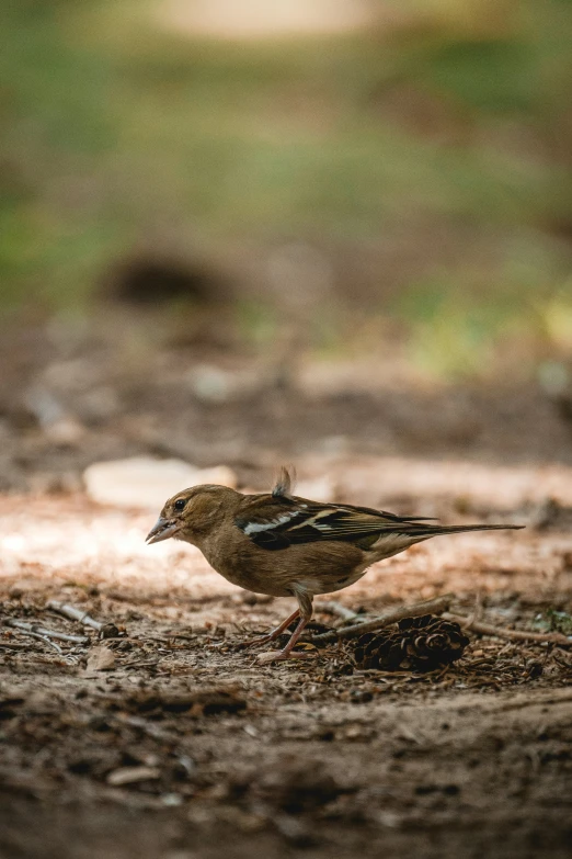 a brown and black bird sitting on the ground