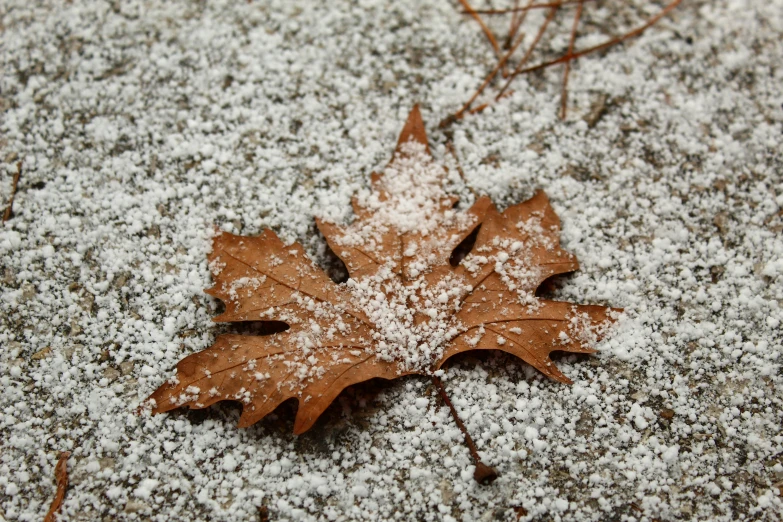 an oak leaf is lying on the snow