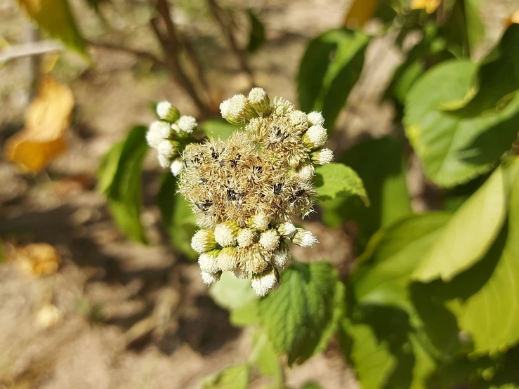 a cluster of white flowers on green plants