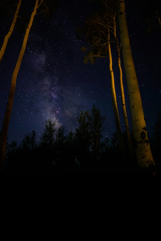 dark forest under starry skies with trees