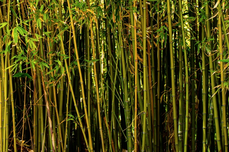 a group of bamboo trees sitting next to each other