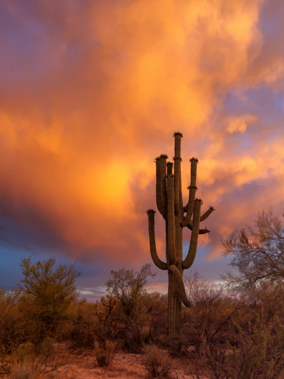 a big cactus plant with some very colorful clouds in the background