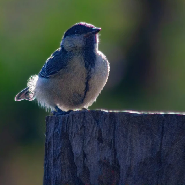 a small bird sitting on a piece of wood