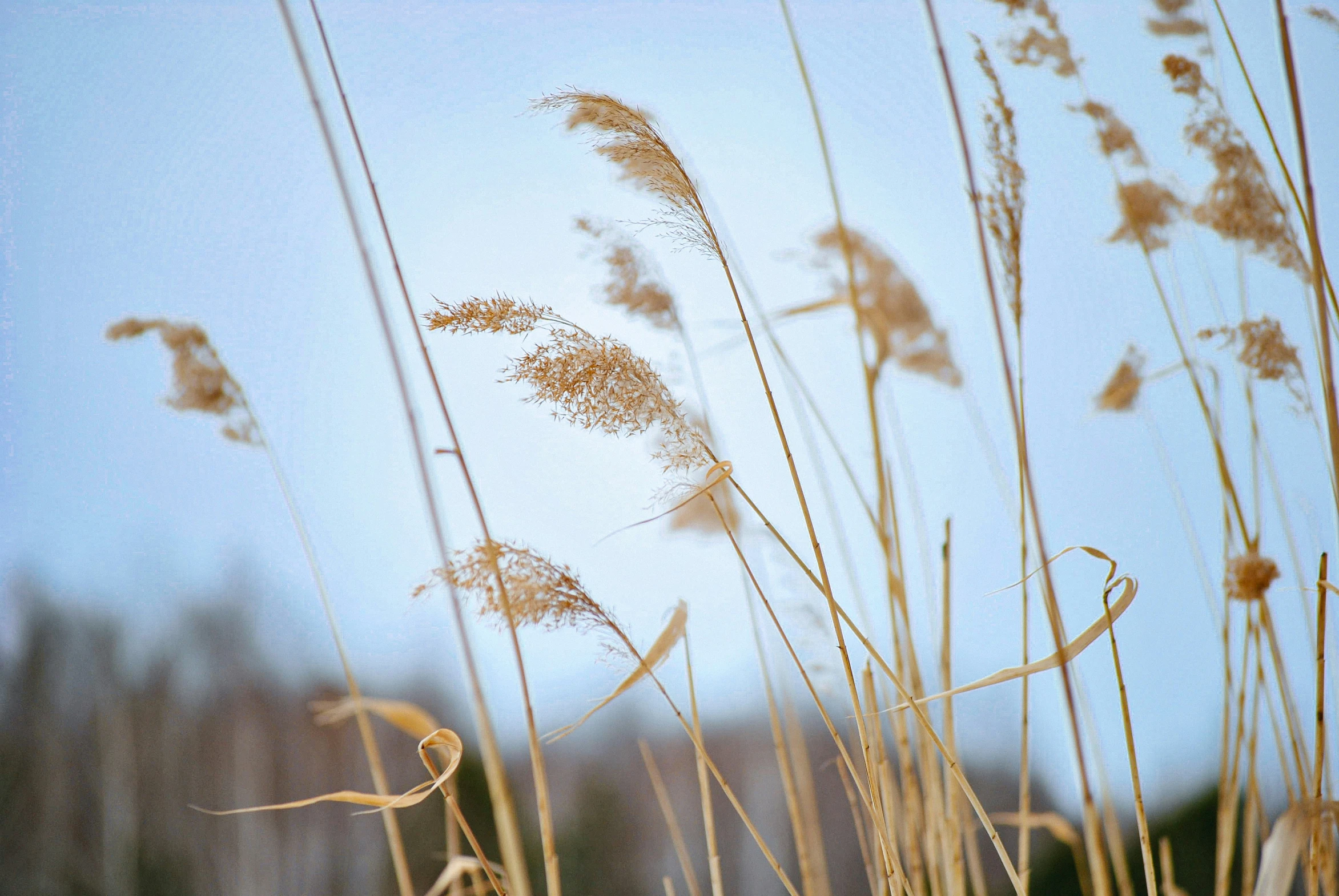 a group of plants in front of a blue sky