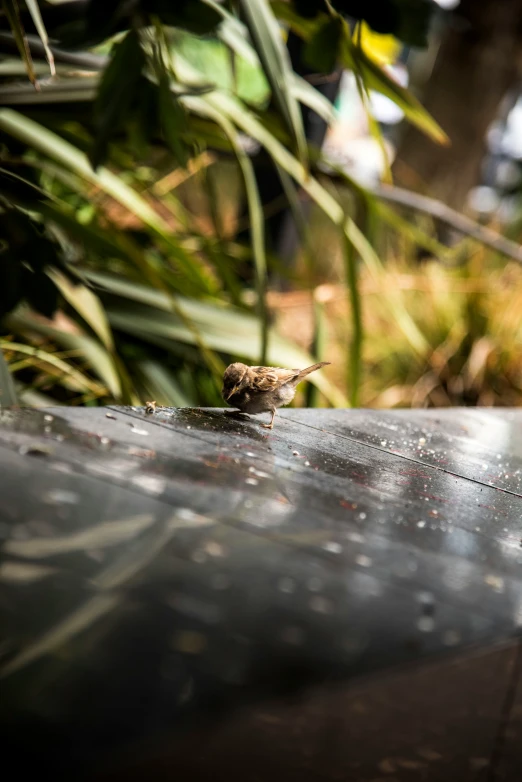 small bird standing on a wooden ledge surrounded by plants