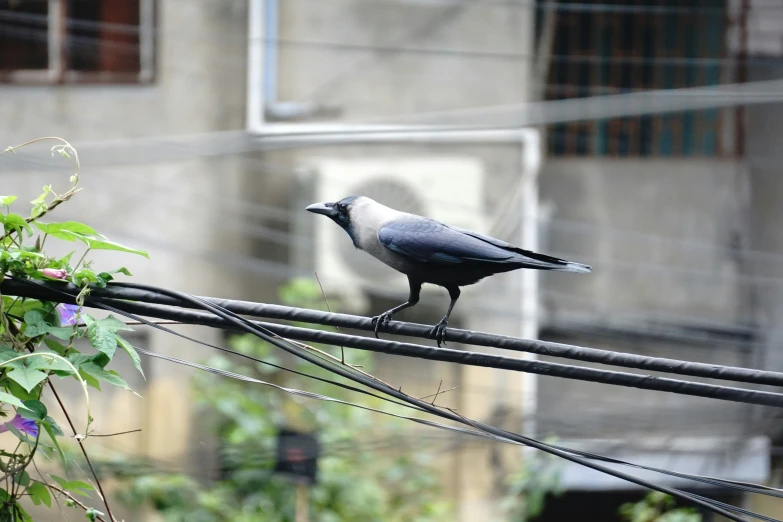 a small bird is standing on a wire in the yard