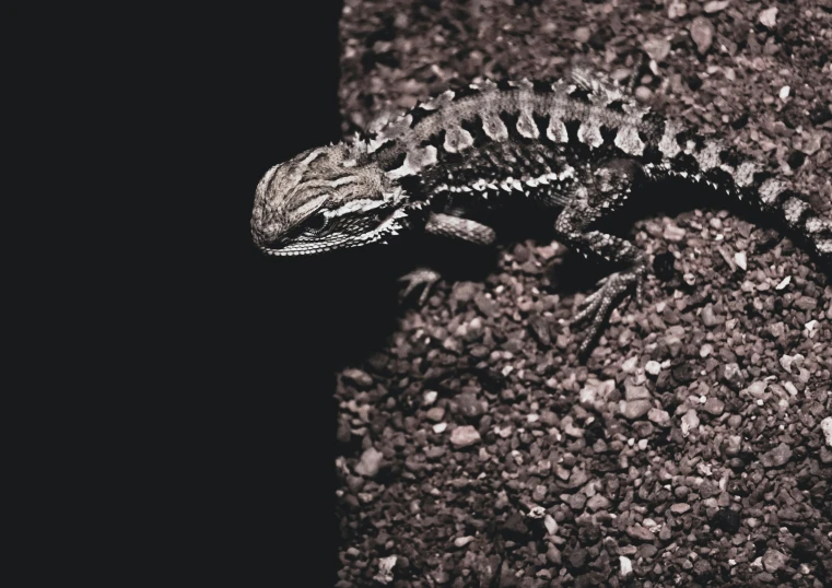 a lizard is climbing up a rock