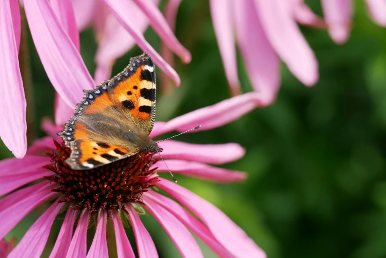 a erfly that is sitting on a flower