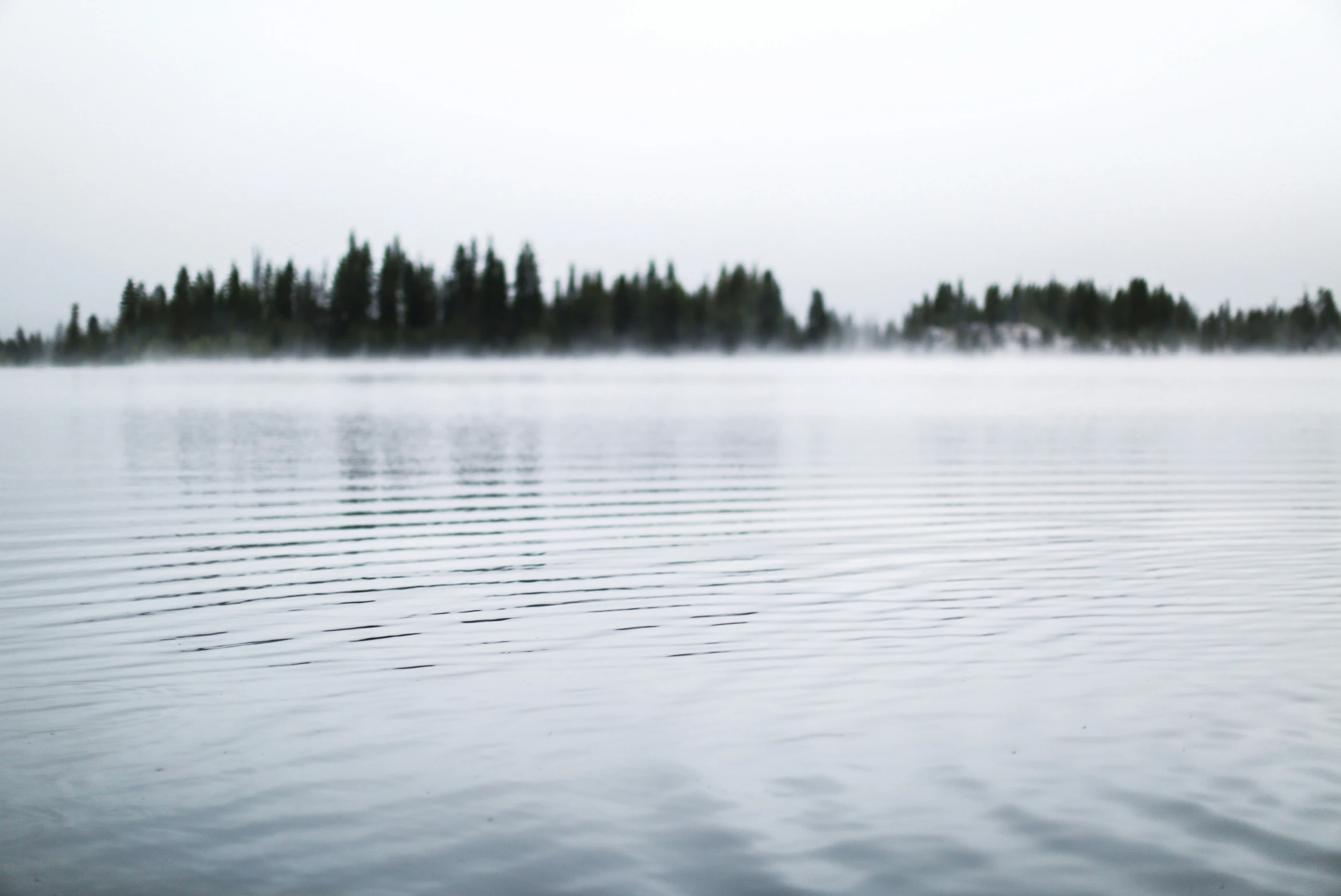 a foggy body of water near some trees