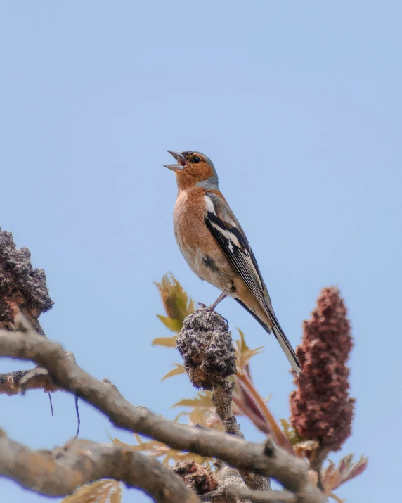 bird sitting on top of a tree nch with mouth open