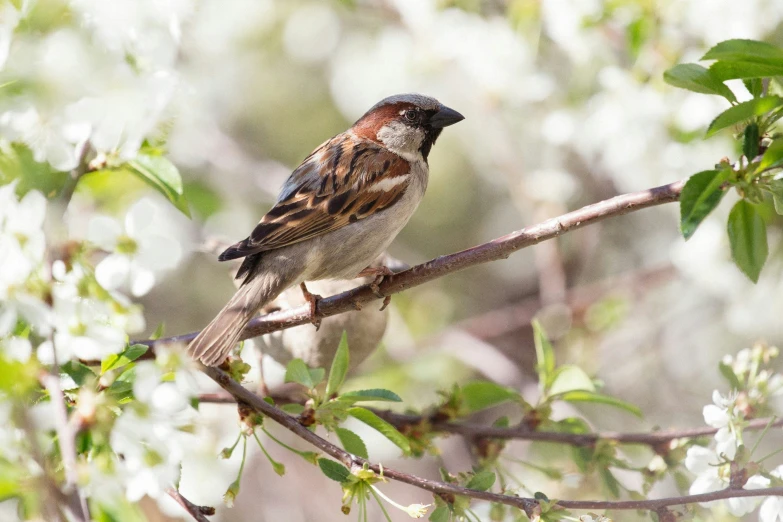 a bird perched on top of a tree nch