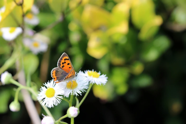 a close up view of a erfly sitting on top of a flower