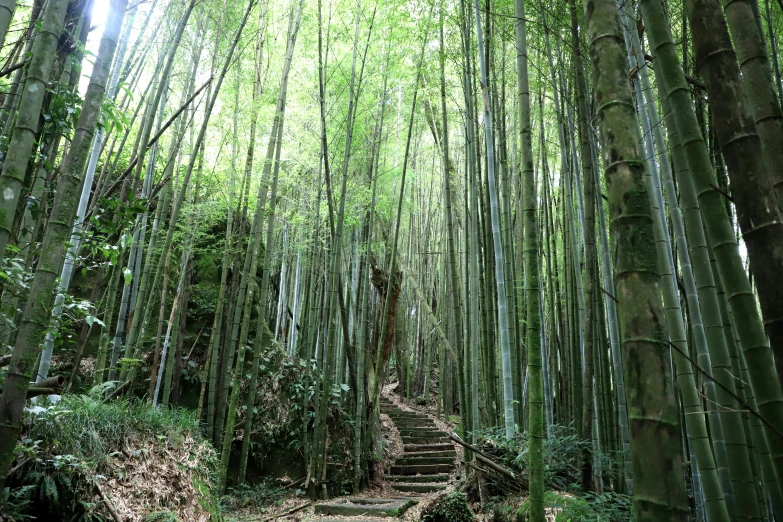 a trail leading into a forest full of bamboo trees