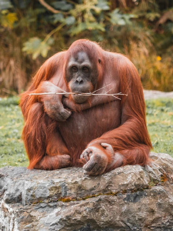 an oranguel sits on a rock with a stick in its mouth