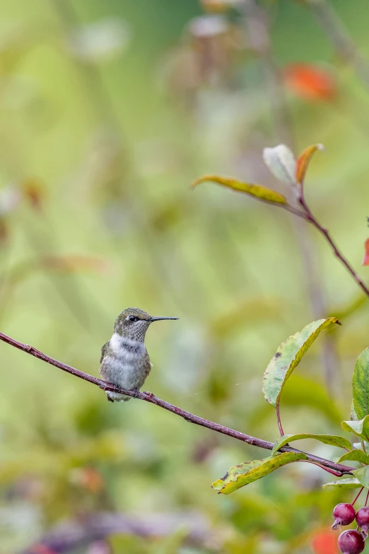 a small bird sitting on a thin nch