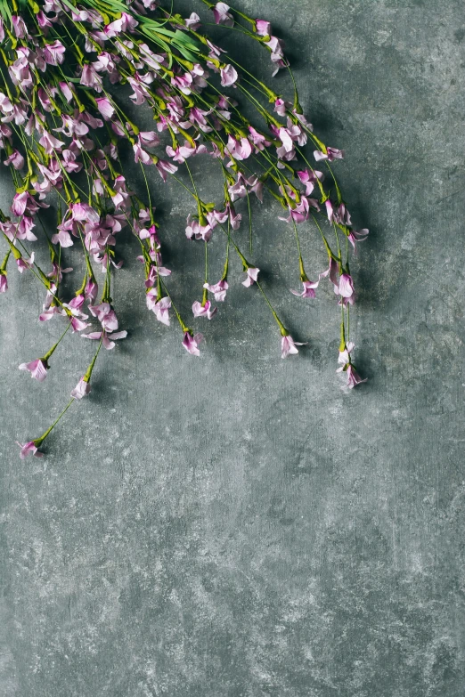 some flowers on a table with no leaves