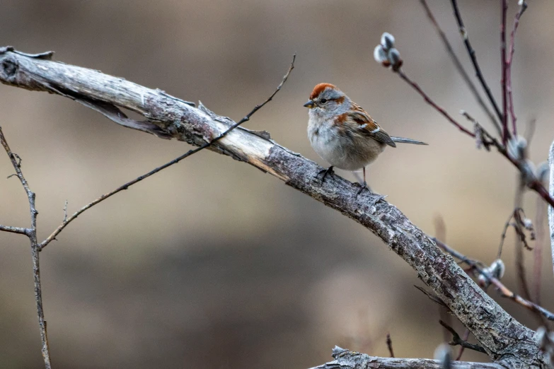 a small bird on a twig and nch