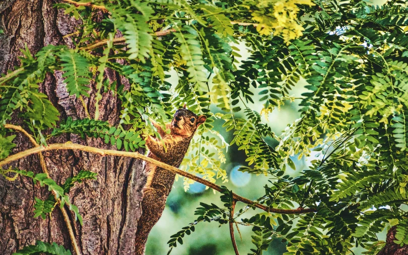 an owl sitting on top of a tree nch