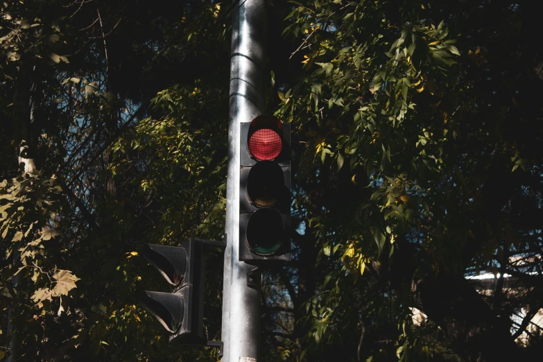 a traffic light sitting above trees in front of a street