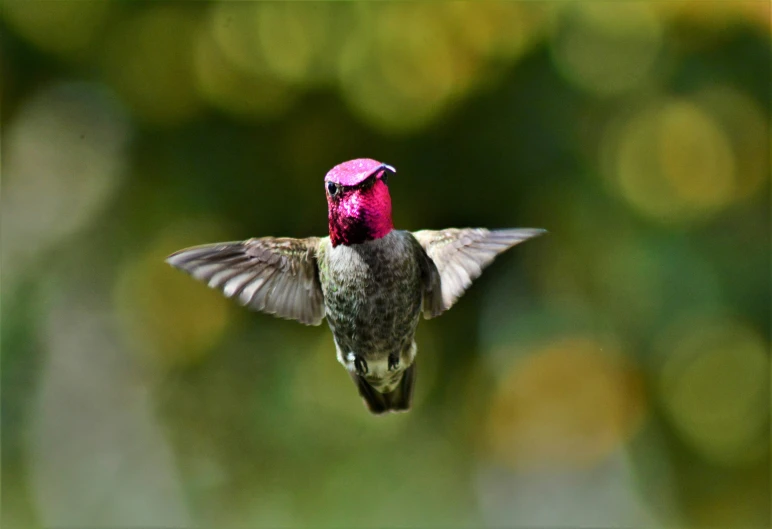 a humming bird flying away from a tree