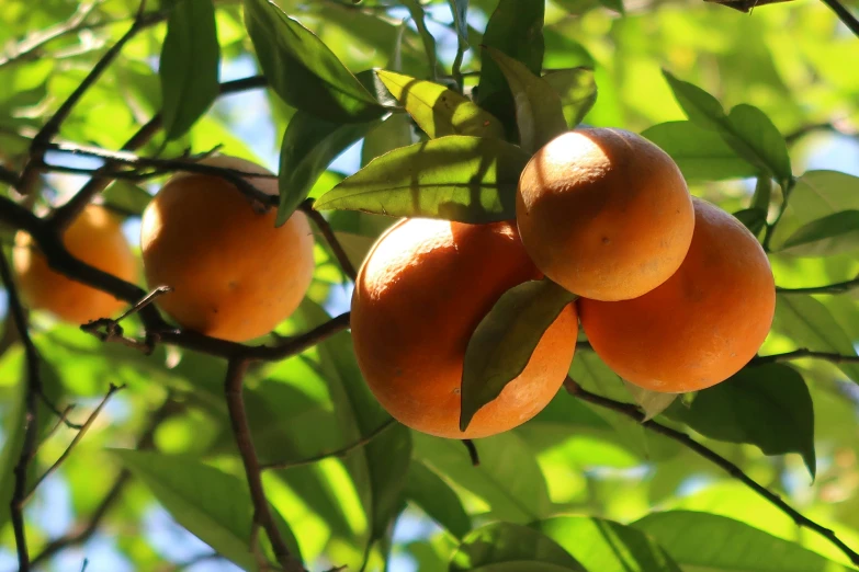 several fruit growing on an orange tree nch