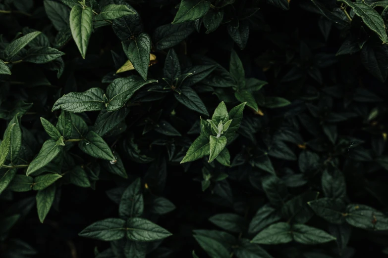 a plant with leaves in a dark background