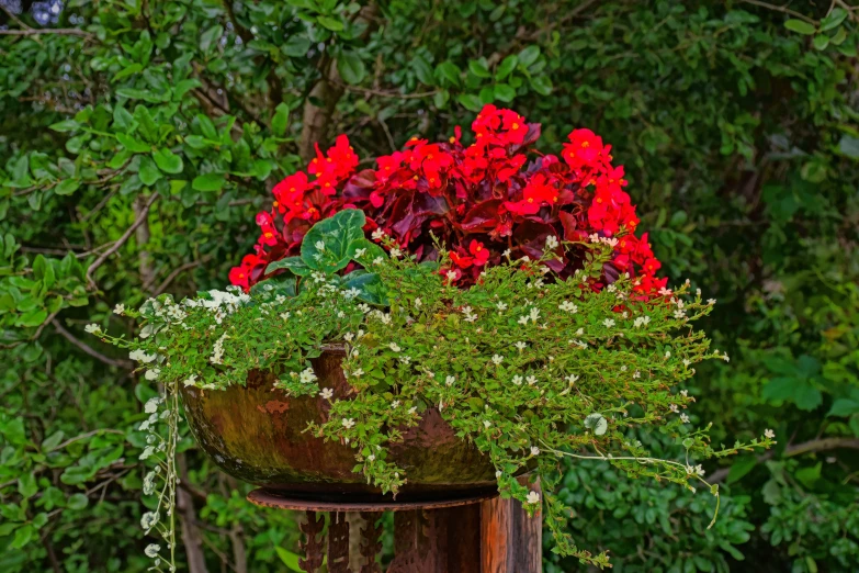some red and green plants growing inside of a planter