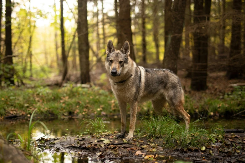 the gray dog is standing on the bank of a creek