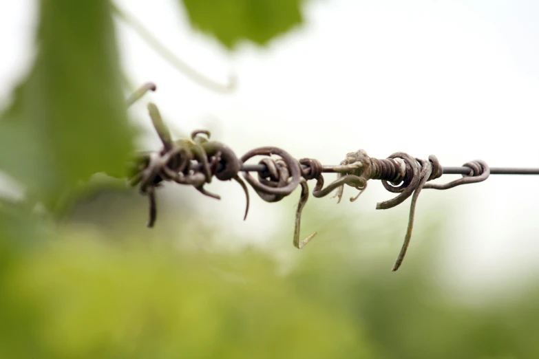 close up po of barbed wire on a clear day