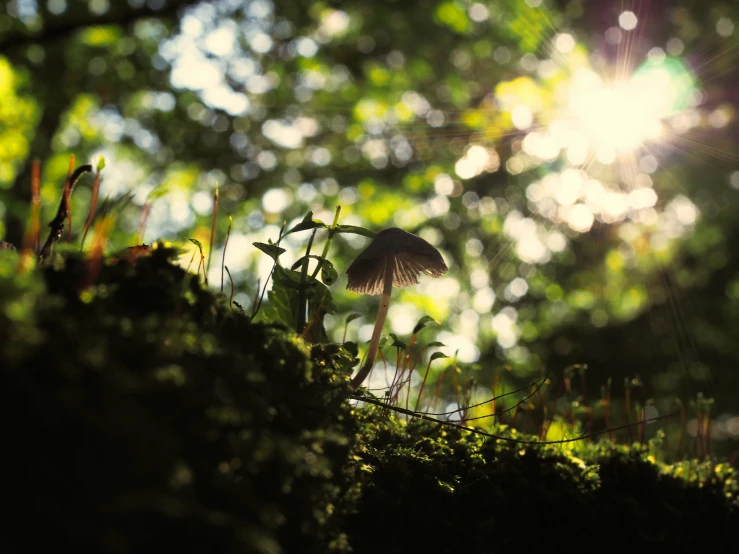 a mushroom in the middle of an old mossy rock