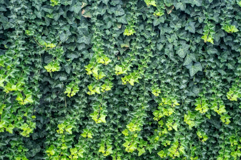 an aerial view of green plants with leafy tops