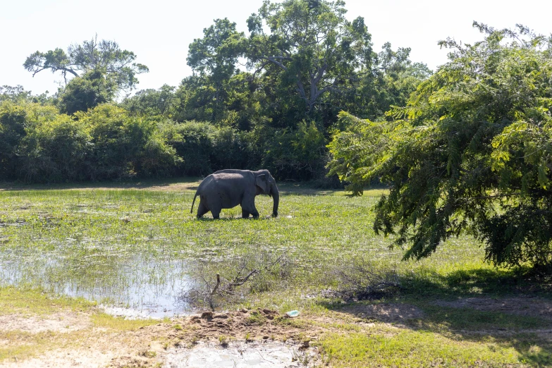 an elephant walking on grass near trees