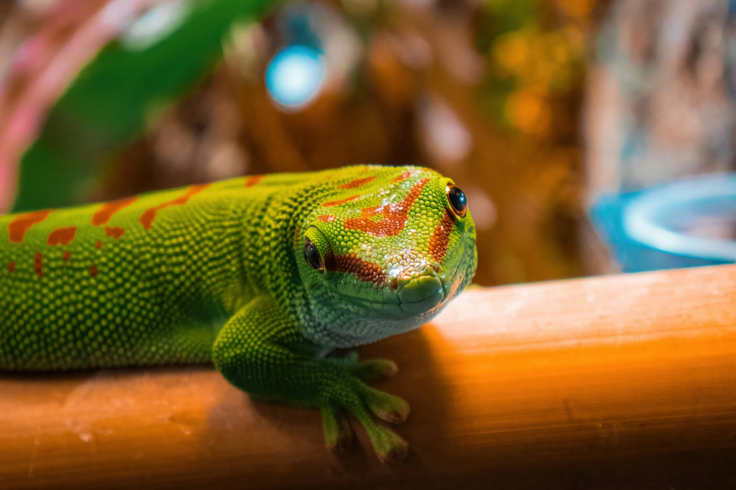 an orange and green geckoe sitting on top of a wooden piece of wood